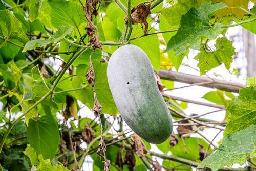 生病可以吃洋瓜吗,洋瓜是否适宜食用？